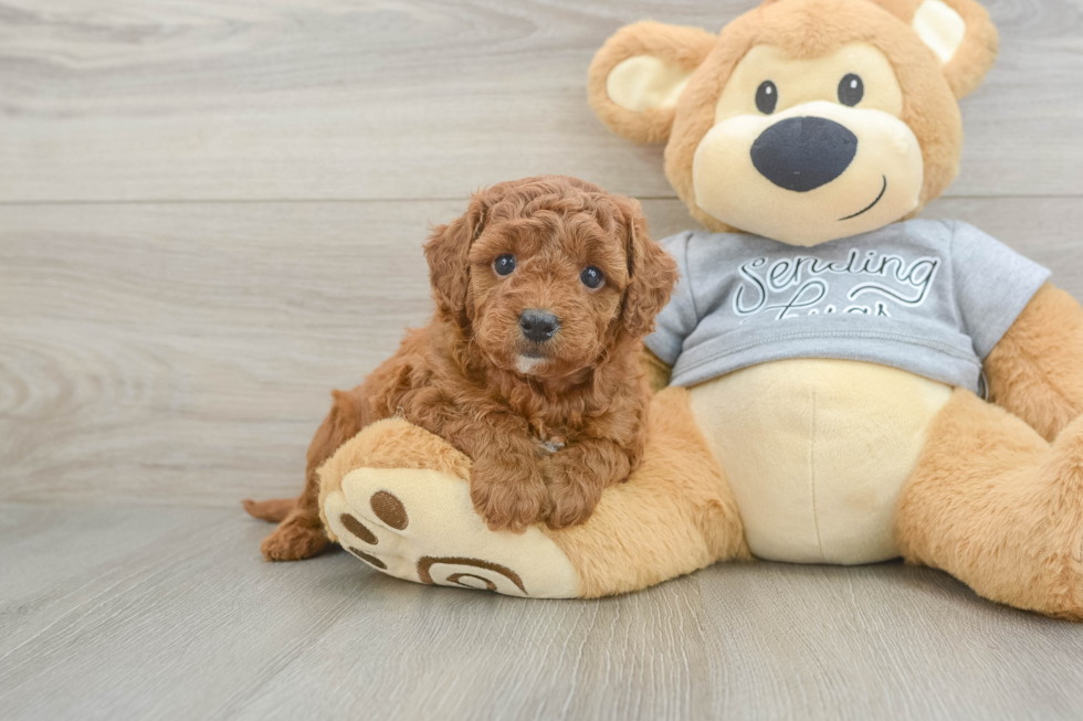 Cavapoo Pup Being Cute