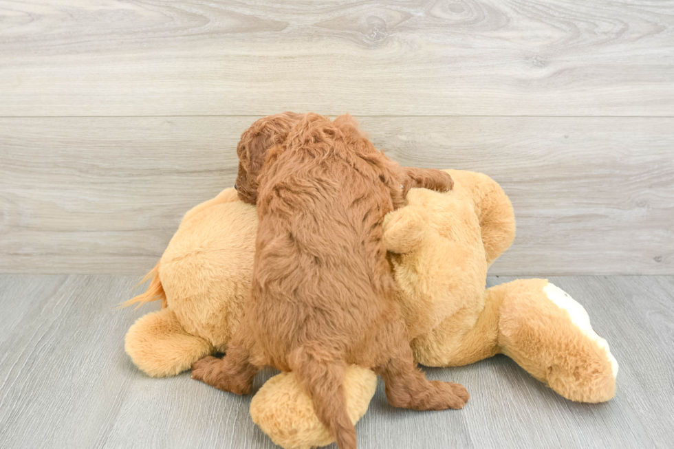 Cavapoo Pup Being Cute