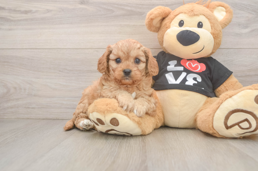 7 week old Cavapoo Puppy For Sale - Fairfield Furbabies