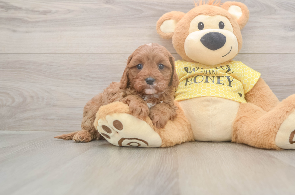 7 week old Cavapoo Puppy For Sale - Fairfield Furbabies