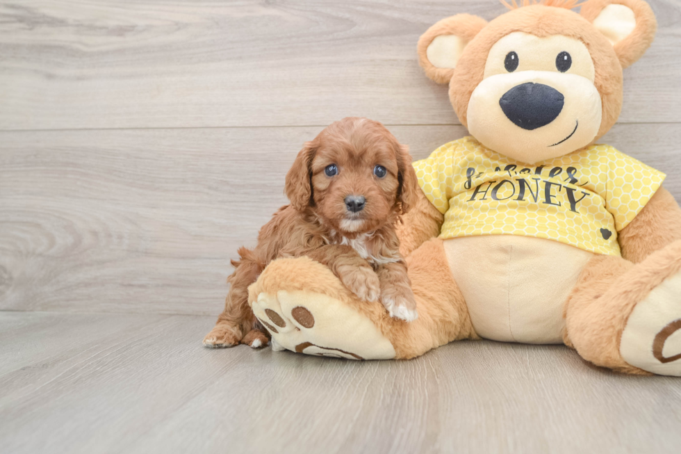 Cavapoo Puppy for Adoption