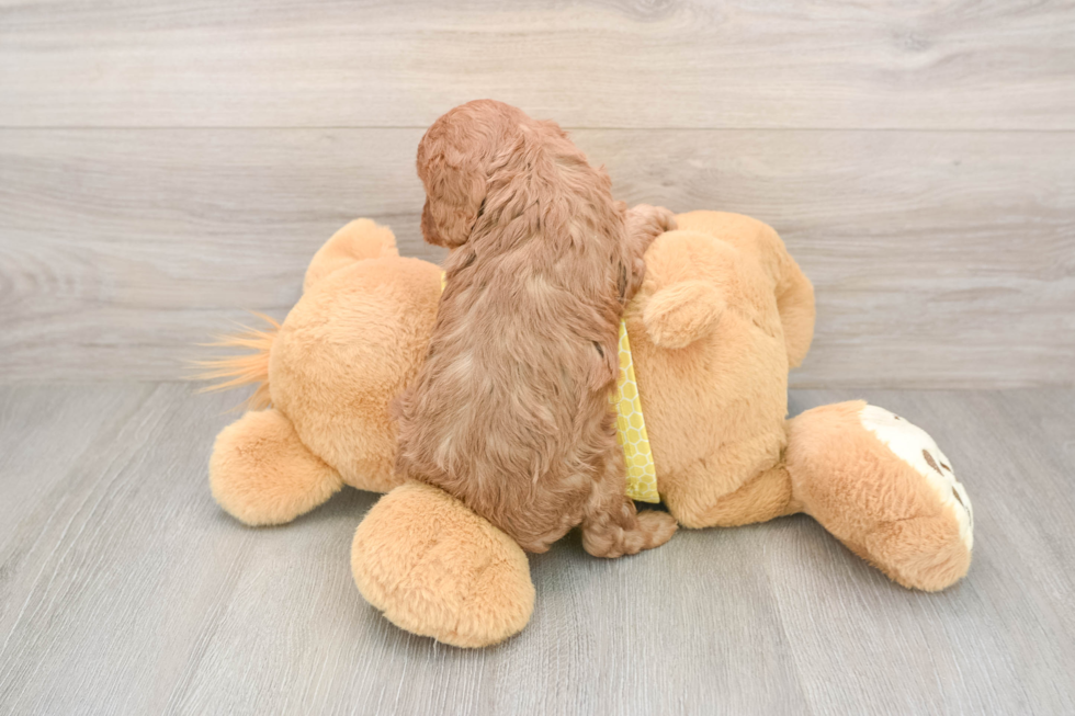 Cavapoo Puppy for Adoption