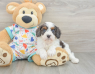 7 week old Cavapoo Puppy For Sale - Fairfield Furbabies