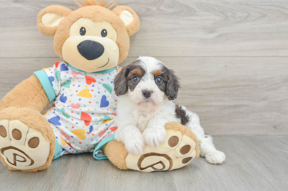 7 week old Cavapoo Puppy For Sale - Fairfield Furbabies