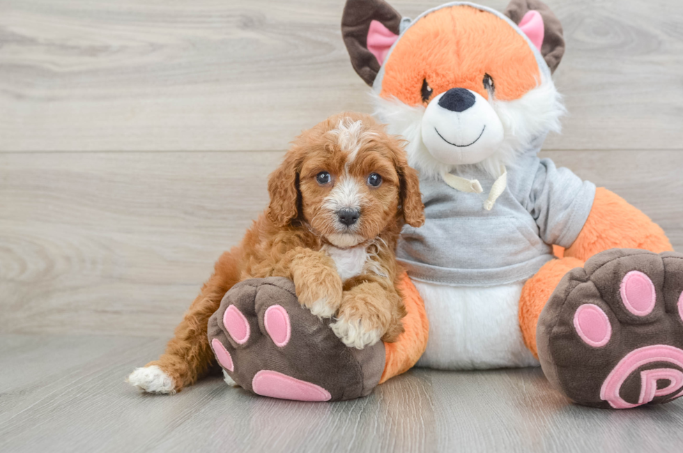 6 week old Cavapoo Puppy For Sale - Fairfield Furbabies