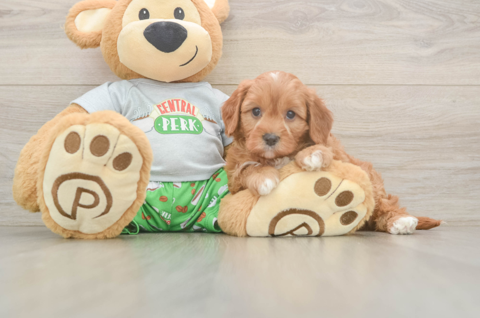 7 week old Cavapoo Puppy For Sale - Fairfield Furbabies