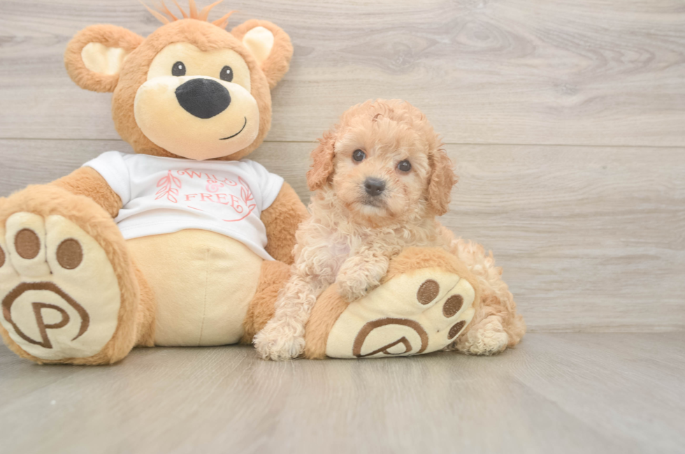 6 week old Cavapoo Puppy For Sale - Fairfield Furbabies