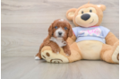 Cavapoo Pup Being Cute