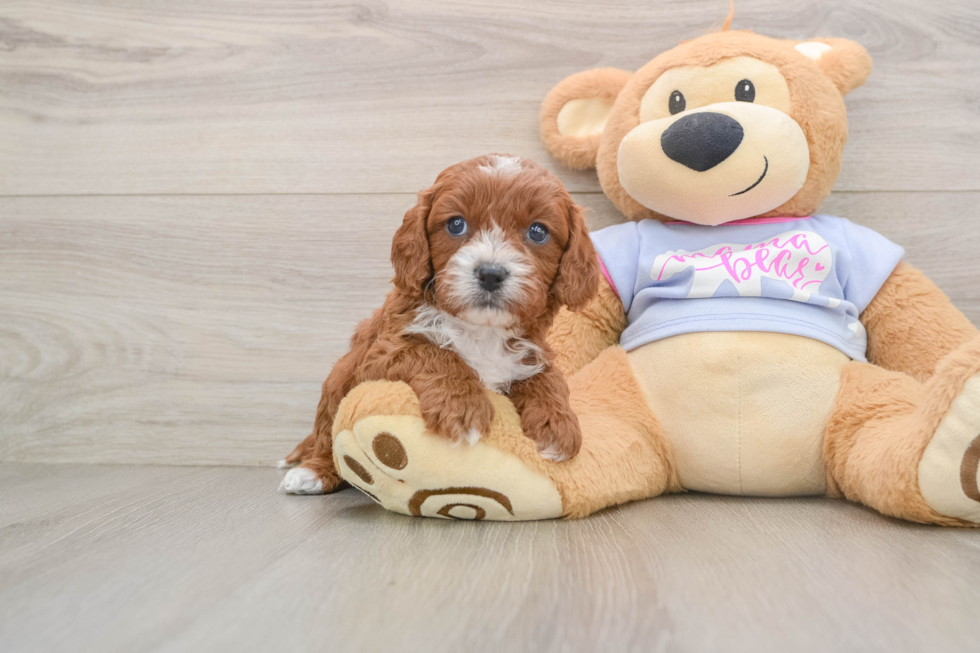 Cavapoo Pup Being Cute