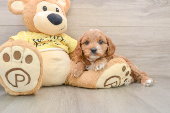 QDOBA, a Cavapoo littermate