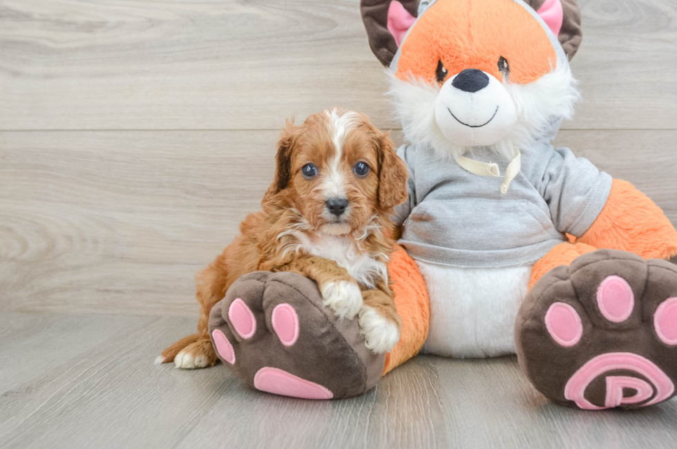 6 week old Cavapoo Puppy For Sale - Fairfield Furbabies