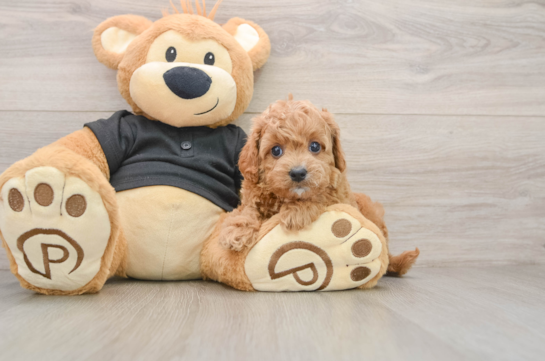 Little Cavipoo Poodle Mix Puppy