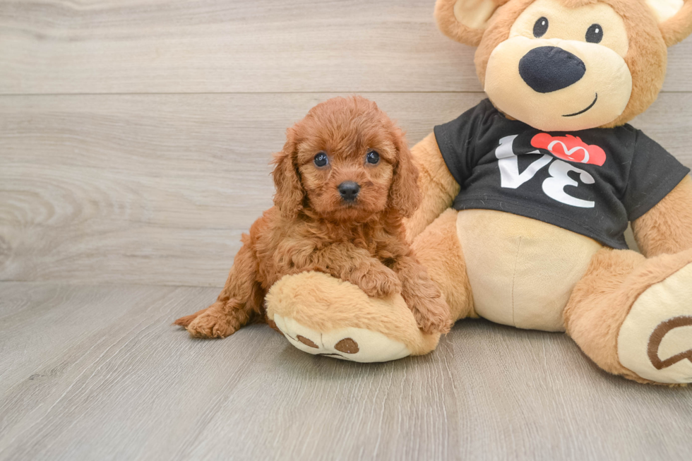 Happy Cavapoo Baby