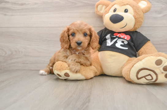 QUEENIE, a Cavapoo littermate