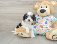 7 week old Cavapoo Puppy For Sale - Fairfield Furbabies