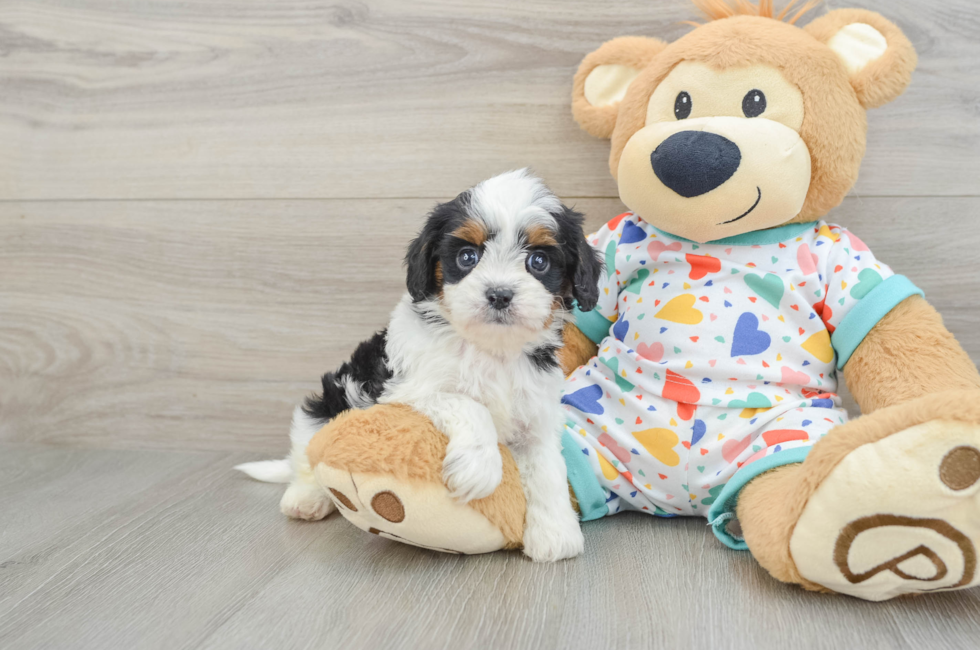 7 week old Cavapoo Puppy For Sale - Fairfield Furbabies