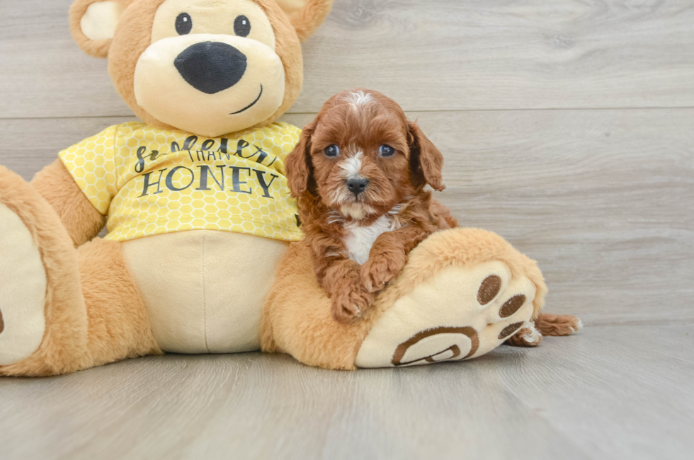6 week old Cavapoo Puppy For Sale - Fairfield Furbabies