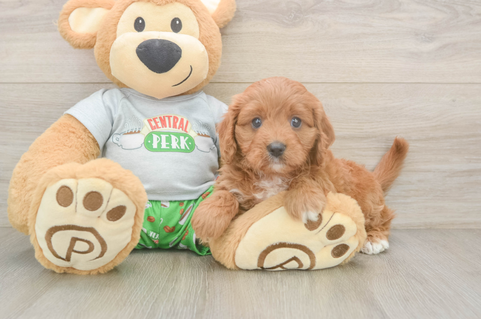 7 week old Cavapoo Puppy For Sale - Fairfield Furbabies