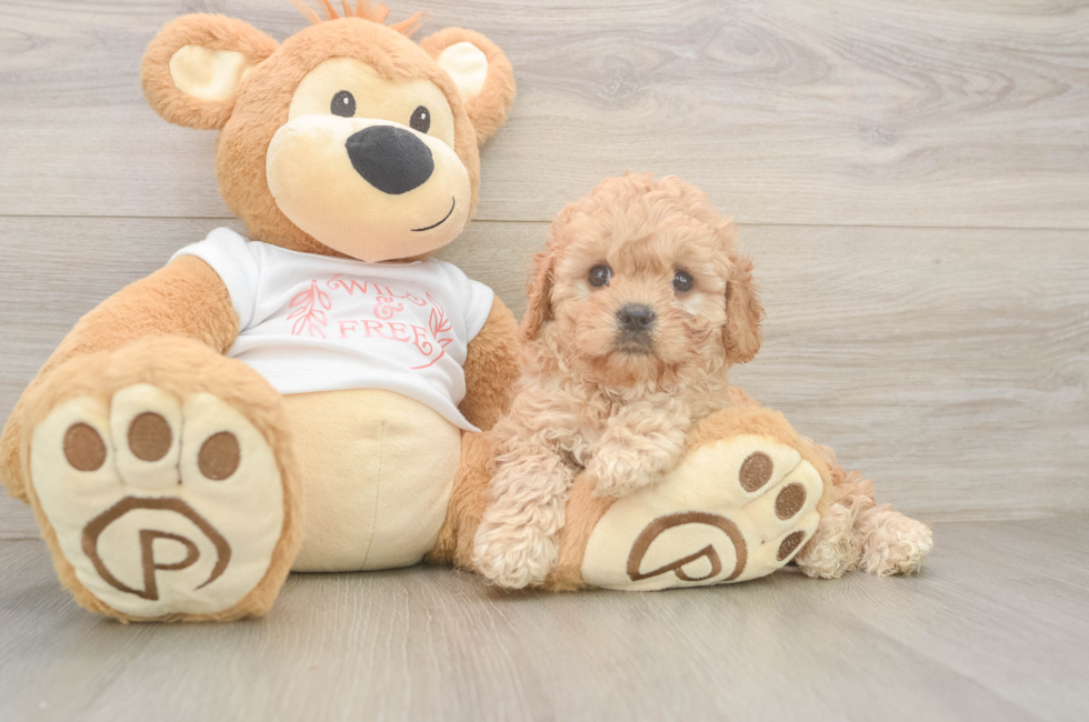 6 week old Cavapoo Puppy For Sale - Fairfield Furbabies
