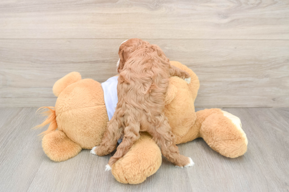 Smart Cavapoo Poodle Mix Pup