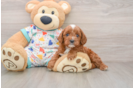 Cavapoo Puppy for Adoption