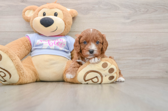 Playful Cavapoodle Poodle Mix Puppy