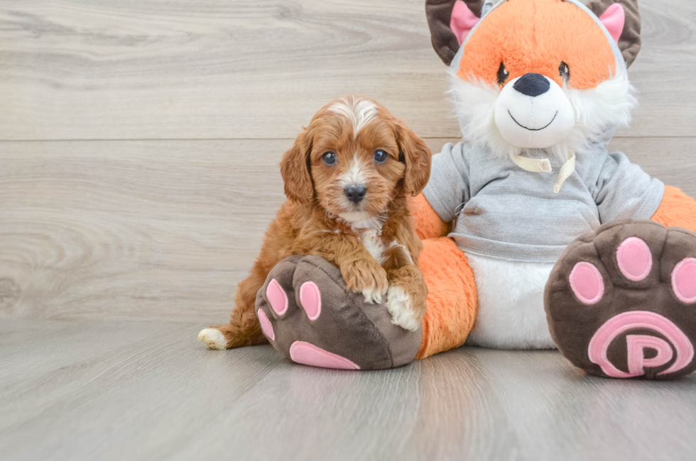 6 week old Cavapoo Puppy For Sale - Fairfield Furbabies
