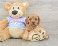 8 week old Cavapoo Puppy For Sale - Fairfield Furbabies