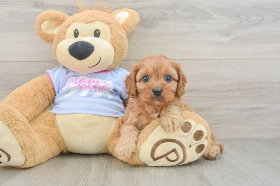 8 week old Cavapoo Puppy For Sale - Fairfield Furbabies