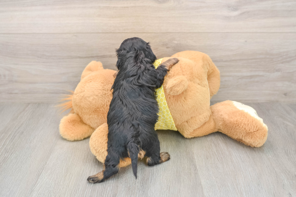 Small Cavapoo Baby