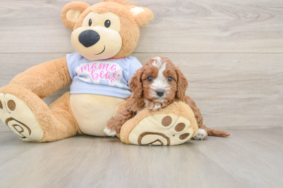 Best Cavapoo Baby