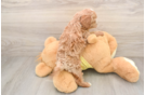 Cavapoo Puppy for Adoption