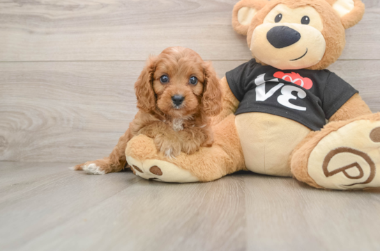 QUILL, a Cavapoo littermate