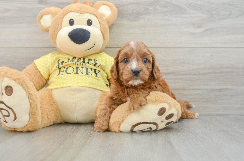6 week old Cavapoo Puppy For Sale - Fairfield Furbabies