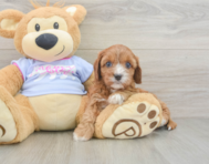 8 week old Cavapoo Puppy For Sale - Fairfield Furbabies