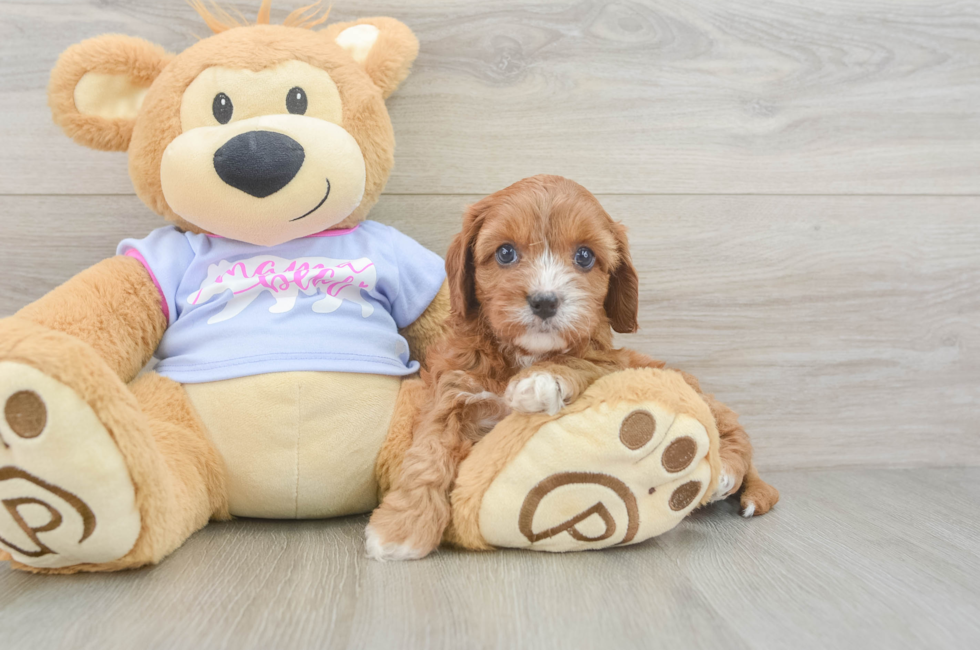 8 week old Cavapoo Puppy For Sale - Fairfield Furbabies