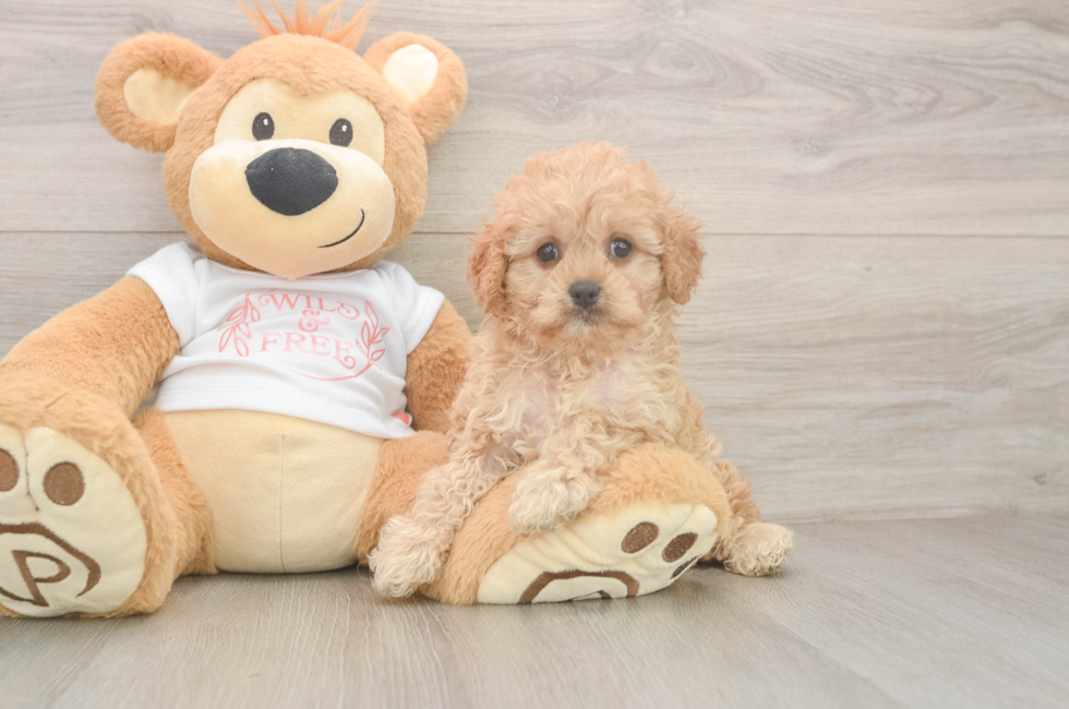 6 week old Cavapoo Puppy For Sale - Fairfield Furbabies