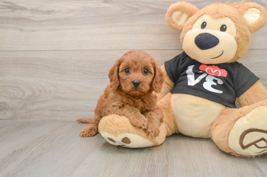 QUINTESSA, a Cavapoo littermate