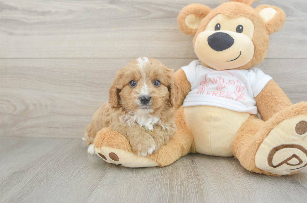 7 week old Cavapoo Puppy For Sale - Fairfield Furbabies