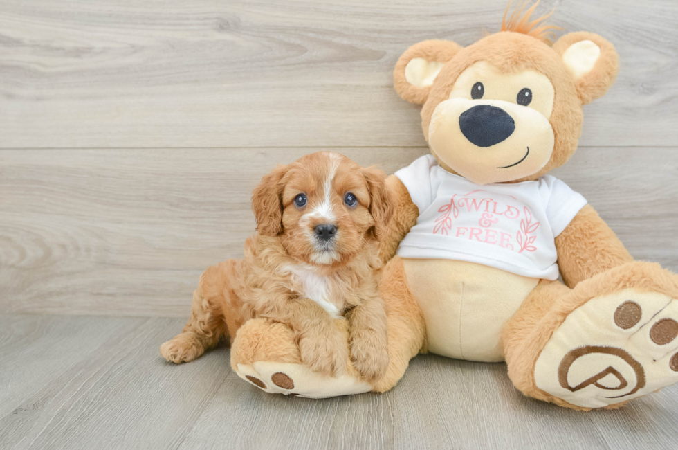 7 week old Cavapoo Puppy For Sale - Fairfield Furbabies