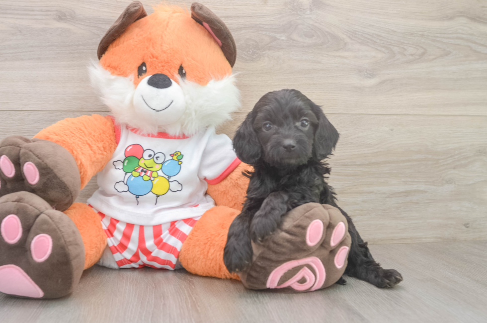 5 week old Cavapoo Puppy For Sale - Fairfield Furbabies