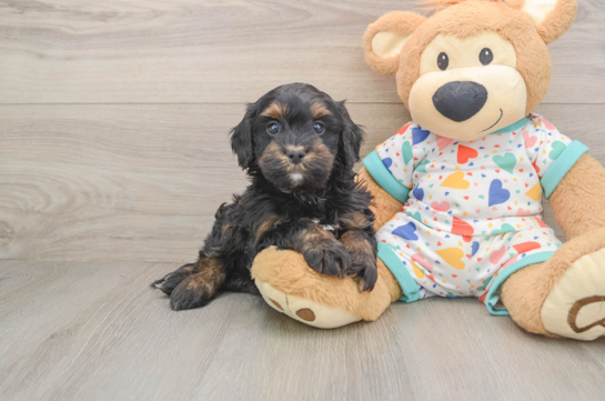 RAY, a Cavapoo littermate