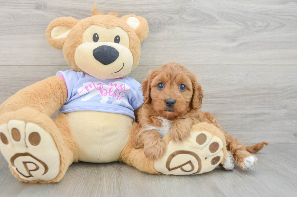 7 week old Cavapoo Puppy For Sale - Fairfield Furbabies