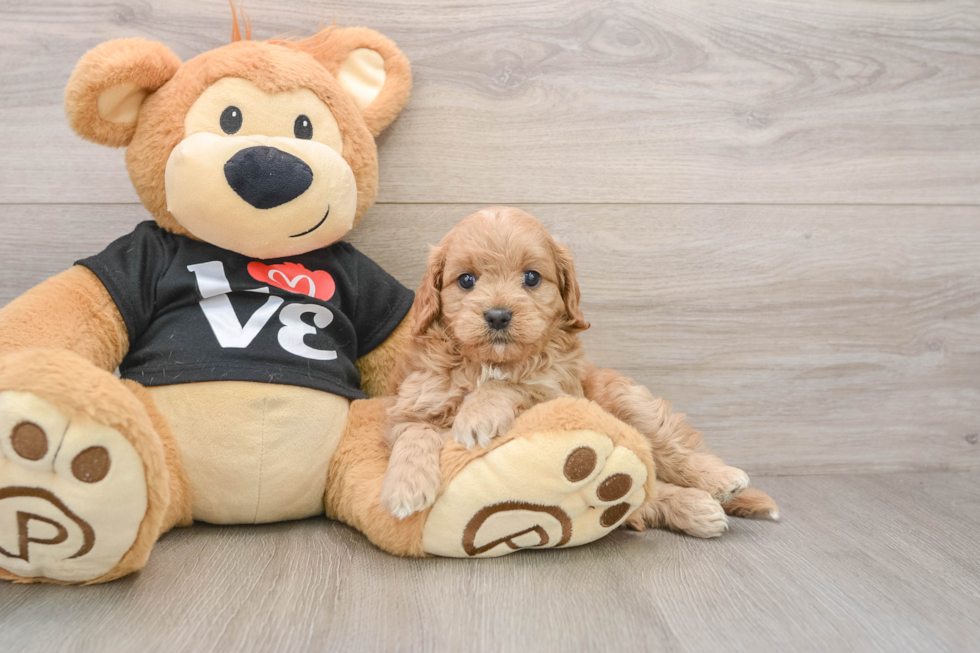Cavapoo Pup Being Cute