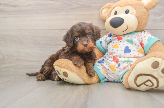 RED, a Cavapoo littermate