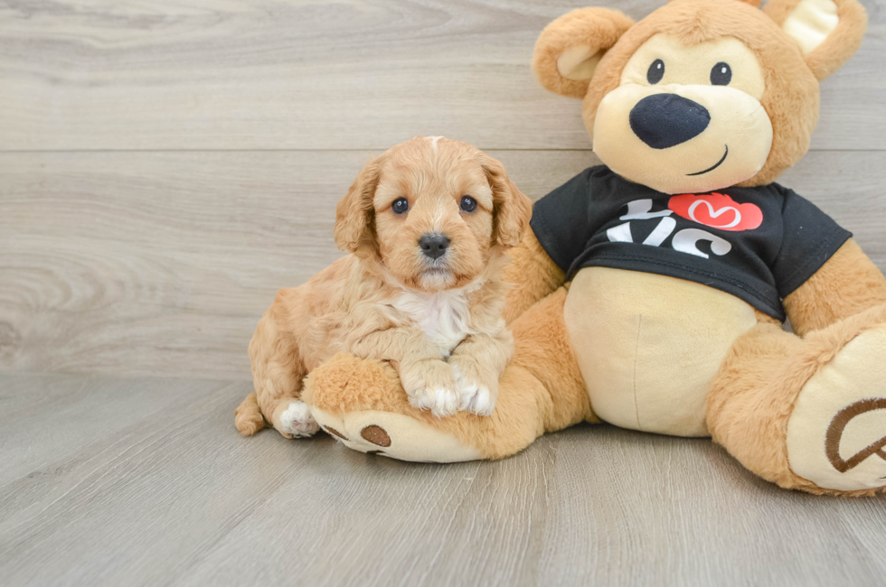 8 week old Cavapoo Puppy For Sale - Fairfield Furbabies