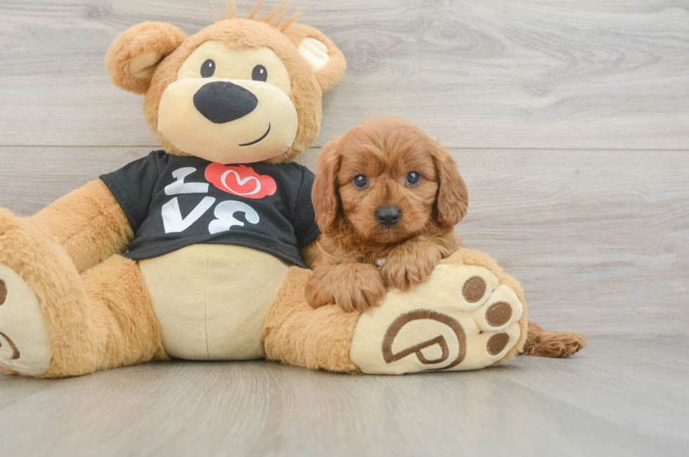 6 week old Cavapoo Puppy For Sale - Fairfield Furbabies