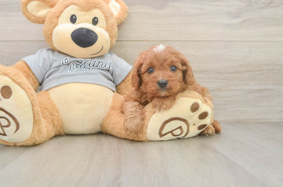 6 week old Cavapoo Puppy For Sale - Fairfield Furbabies