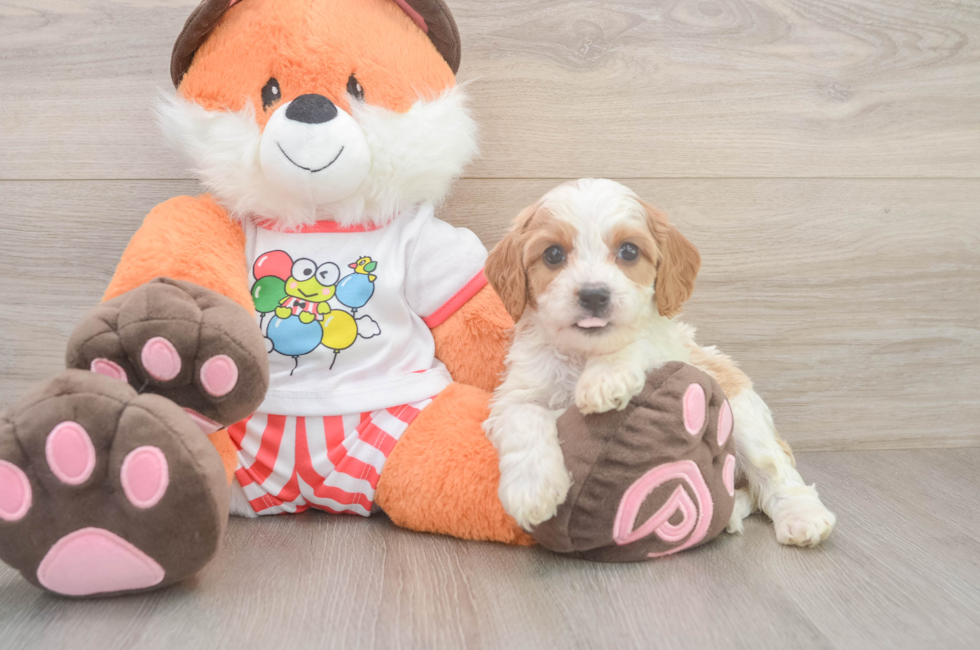 5 week old Cavapoo Puppy For Sale - Fairfield Furbabies