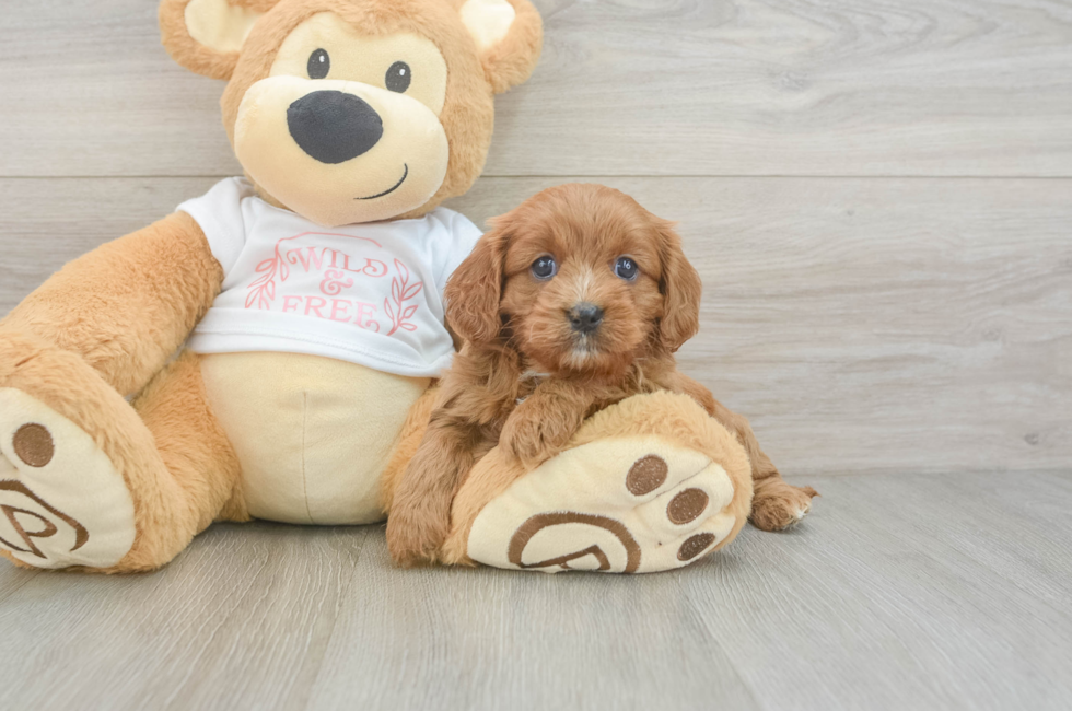 7 week old Cavapoo Puppy For Sale - Fairfield Furbabies